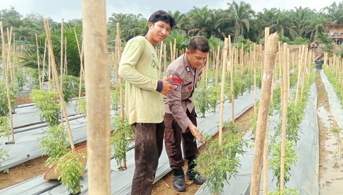 Dukung Ketahanan Pangan Nasional, Bhabinkamtibmas Polsek Batang Cenaku Sambangi Kebun Cabai Milik Warga di Desa Aur Cina