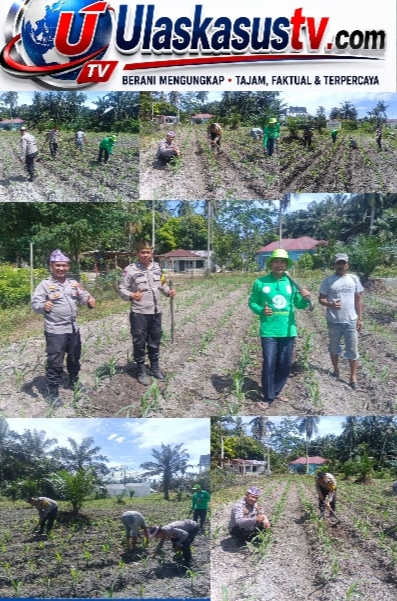 Bhabinkamtibmas Polsek Kunto Darussalam Cek Perkembangan Jagung Program Ketahanan Pangan di Desa Pasir Luhur