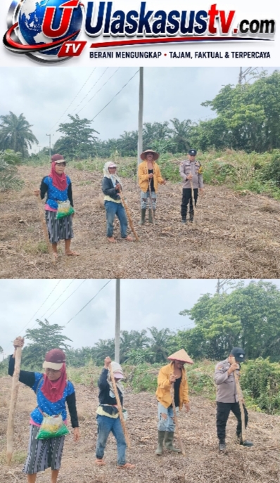 Dukung Program Ketahanan Pangan Nasional, Bhabinkamtibmas Aktif Dampingi Petani Jagung