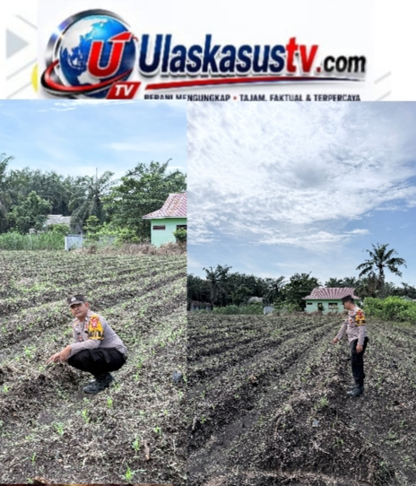 Dukung Program Pemerintah, Polsek Kepenuhan Awasi Perkembangan Jagung Hibrida Petani