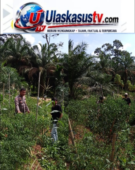 Bhabinkamtibmas Polsek Batang Cenaku Sambangi Petani Cabai, Dukung Program Swasembada Pangan