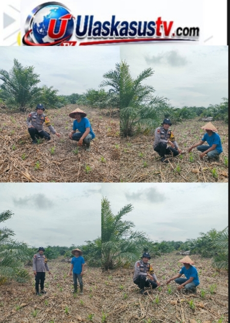 Dukung Ketahanan Pangan Nasional, Bhabinkamtibmas Polsek Kepenuhan Pantau Perkembangan Jagung Hibrida Warga Kasimang