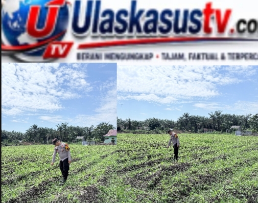Bhabinkamtibmas Polsek Kepenuhan Cek Perkembangan Jagung Hibrida di Kepenuhan Baru, Dukung Ketahanan Pangan