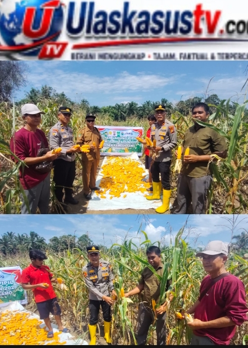 Polsek Rambah Samo Bersama Petani Panen Jagung Hibrida, Perkuat Ketahanan Pangan Nasional