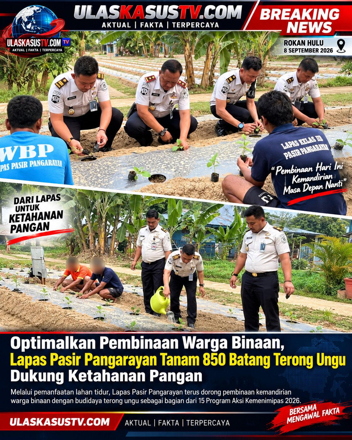 Optimalkan Pembinaan Warga Binaan, Lapas Pasir Pangarayan Tanam 850 Batang Terong Ungu Dukung Ketahanan Pangan